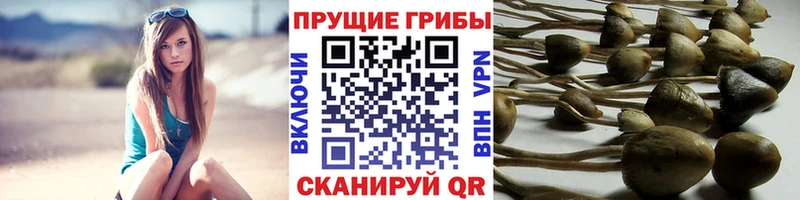блэк спрут вход Поворино Псилоцибиновые грибы мухоморы